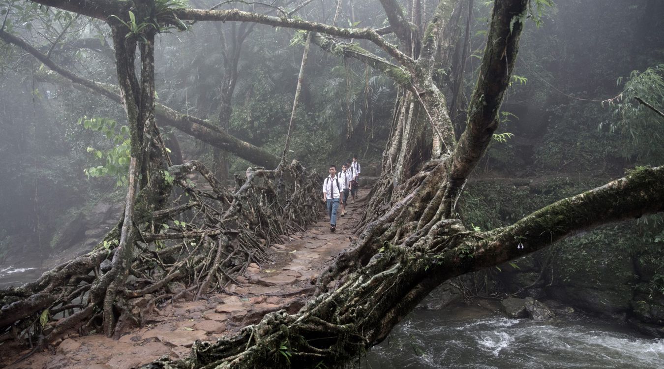 35-facts-about-living-root-bridges