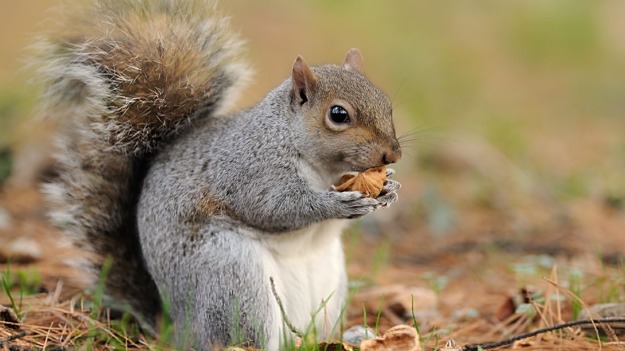 35-facts-about-man-dies-eating-squirrel-brains