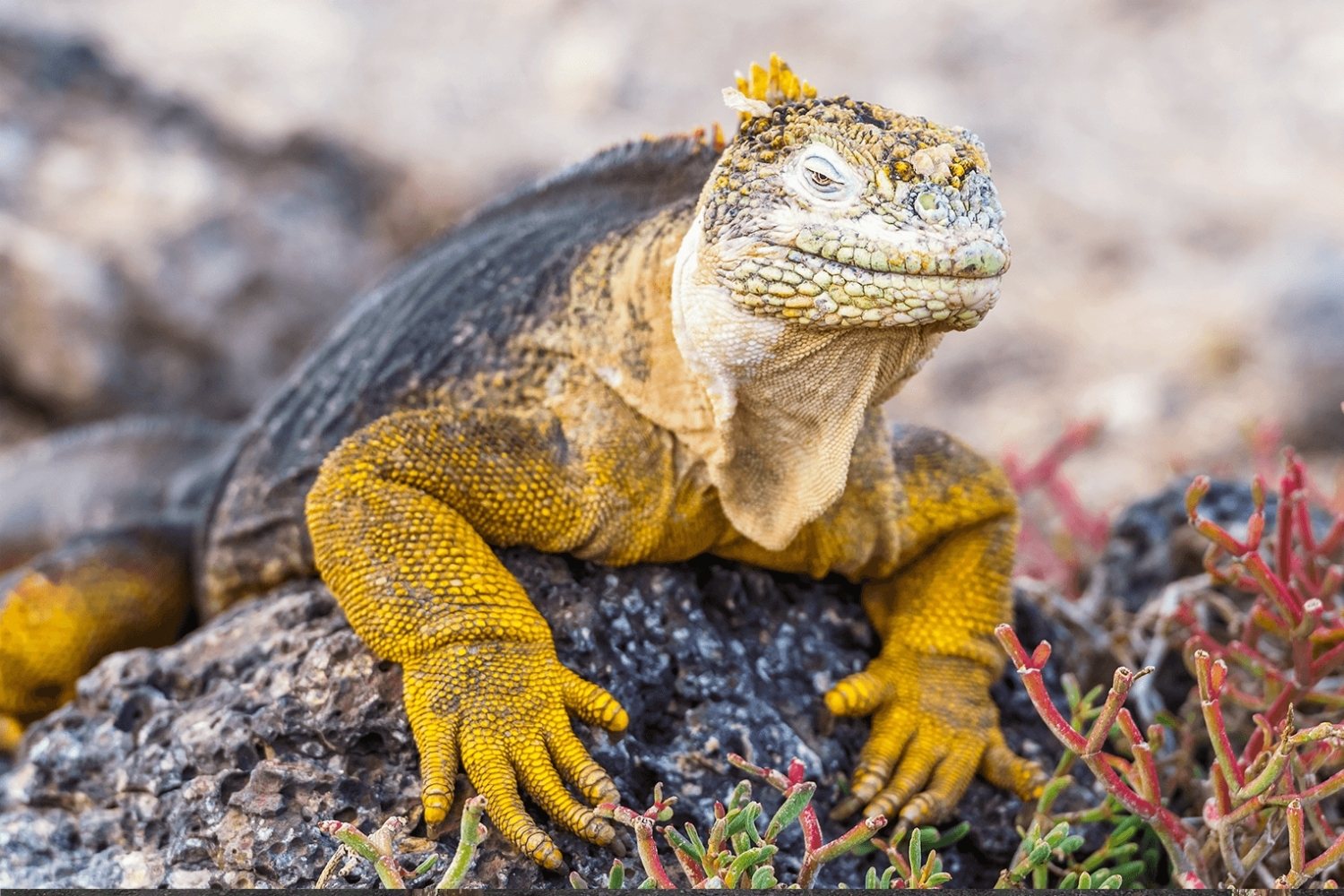 35-facts-about-marine-iguana