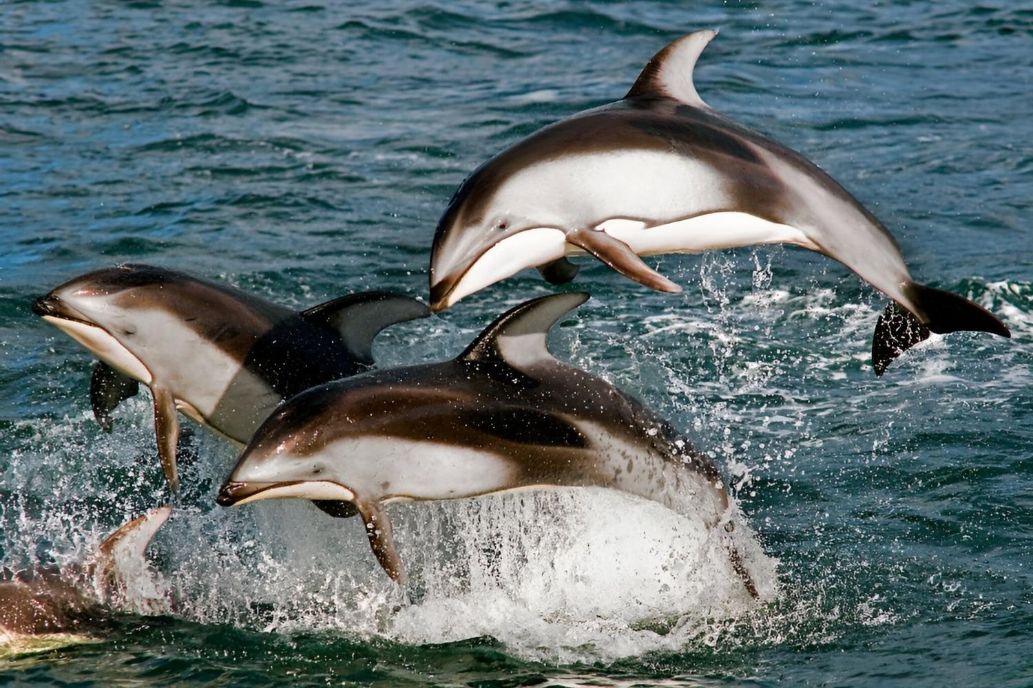 35-facts-about-military-dolphins