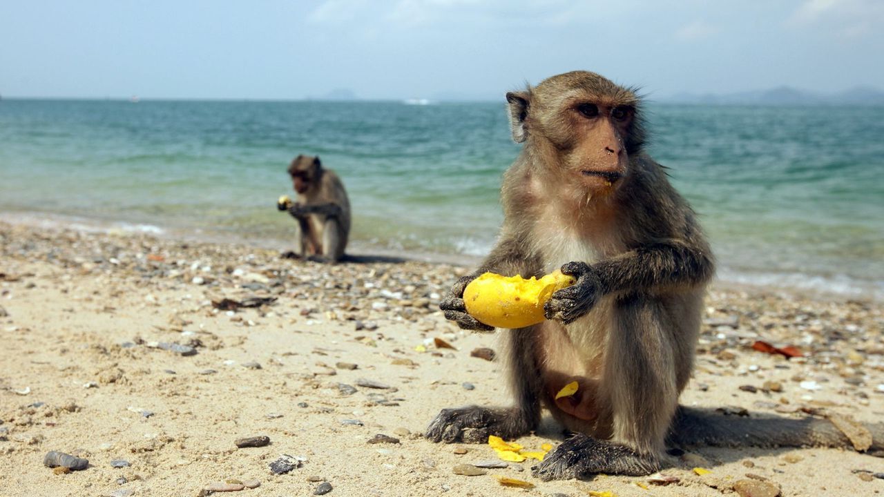 35-facts-about-monkey-rafts-crossed-atlantic