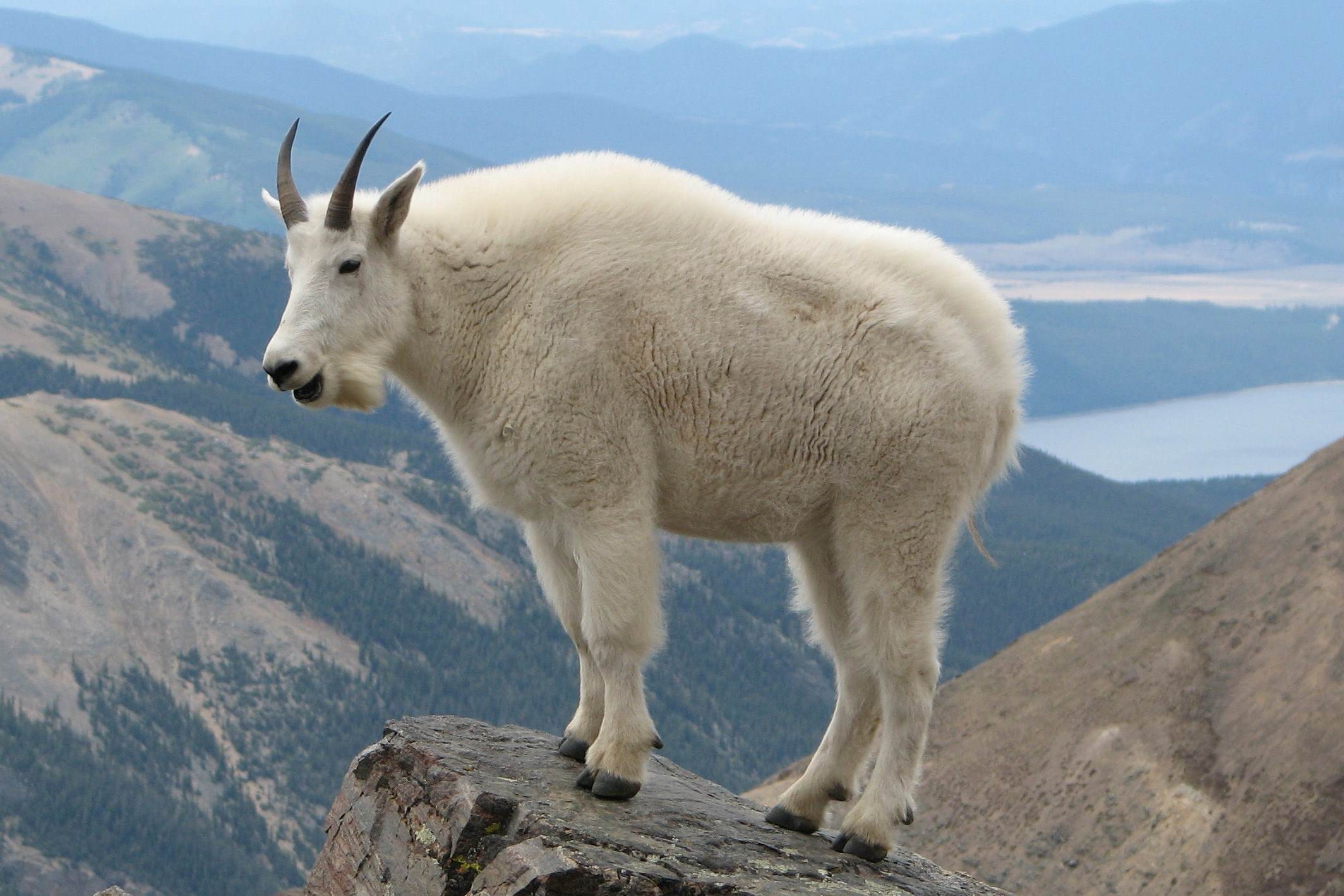 35-facts-about-mountain-goats