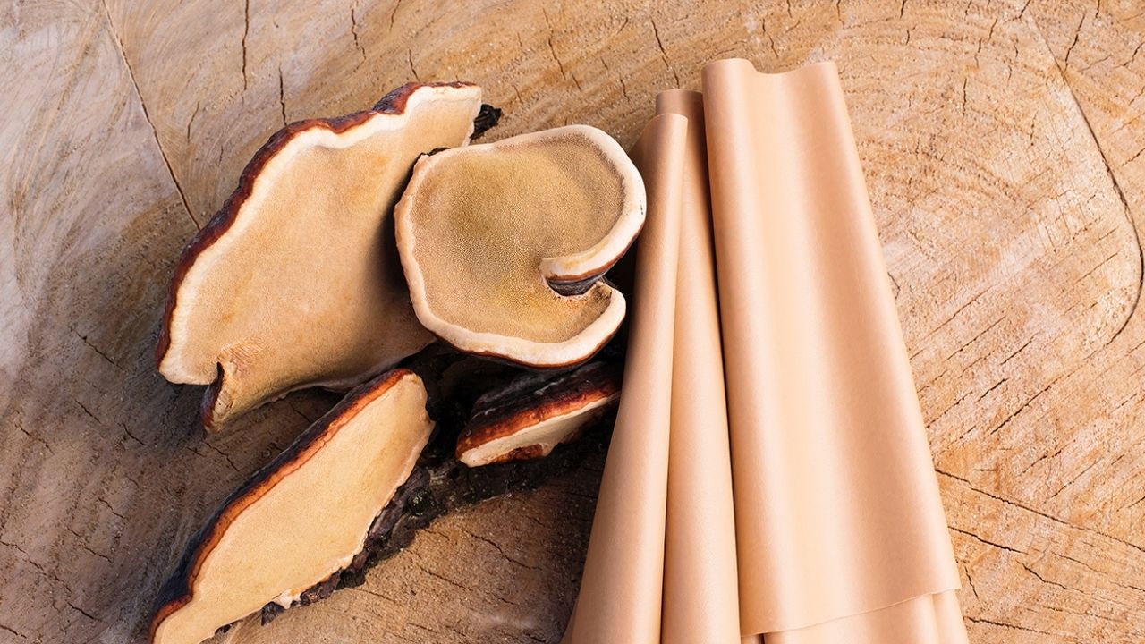 35-facts-about-mushroom-leather