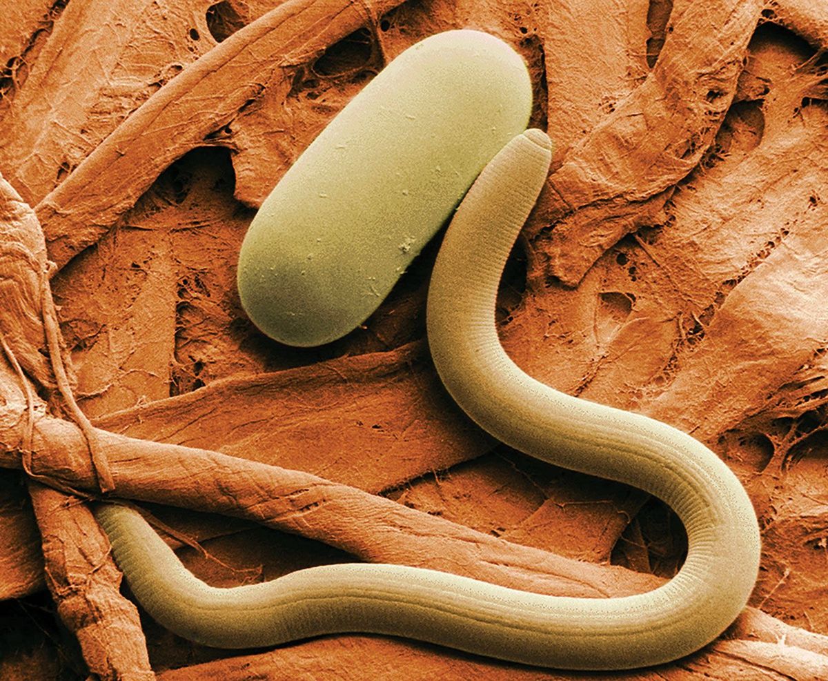 35-facts-about-nematodes