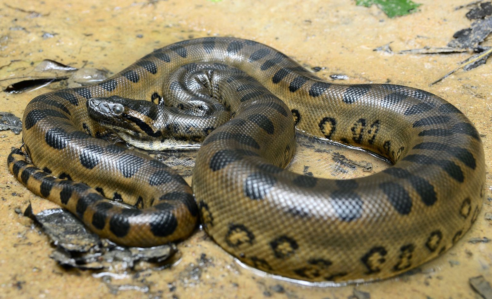 35-facts-about-northern-green-anaconda