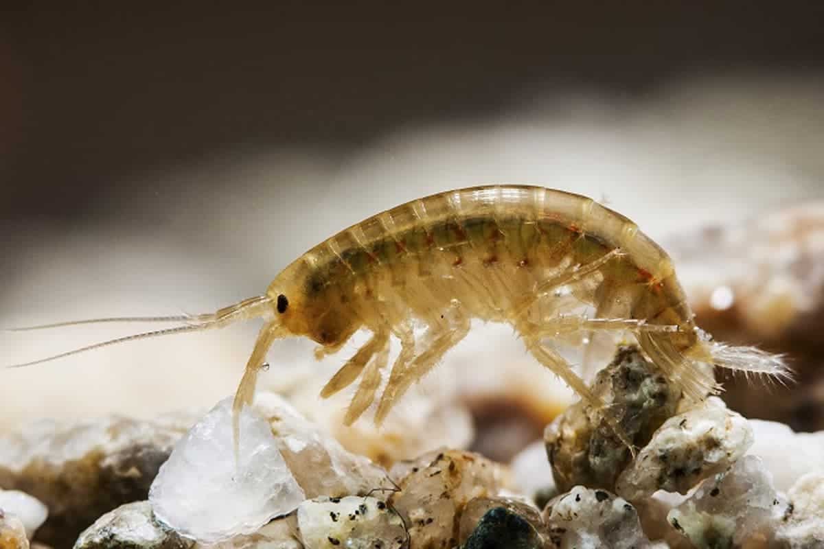 35-facts-about-nuclear-amphipods