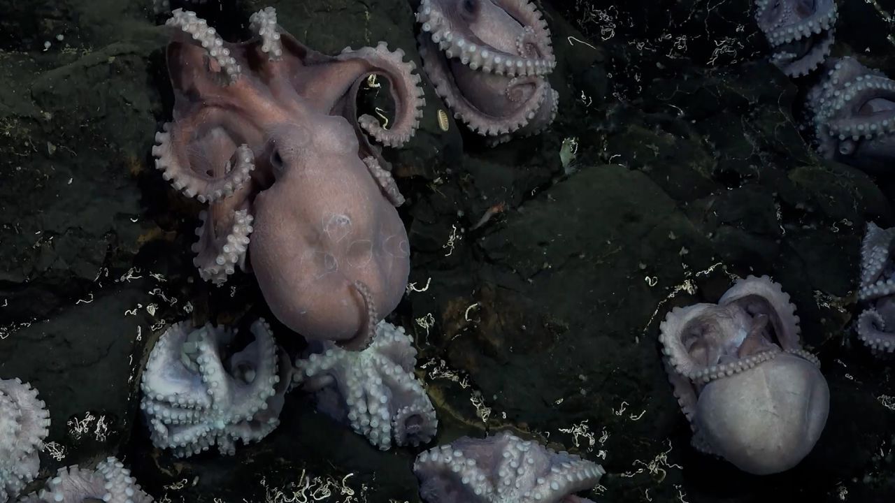 35-facts-about-octopus-nursery-costa-rica