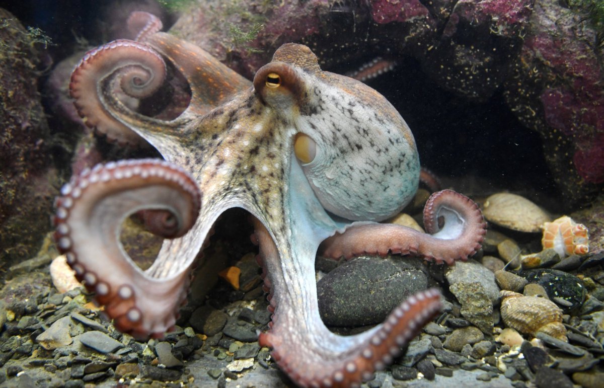 35-facts-about-octopuses-aliens-study