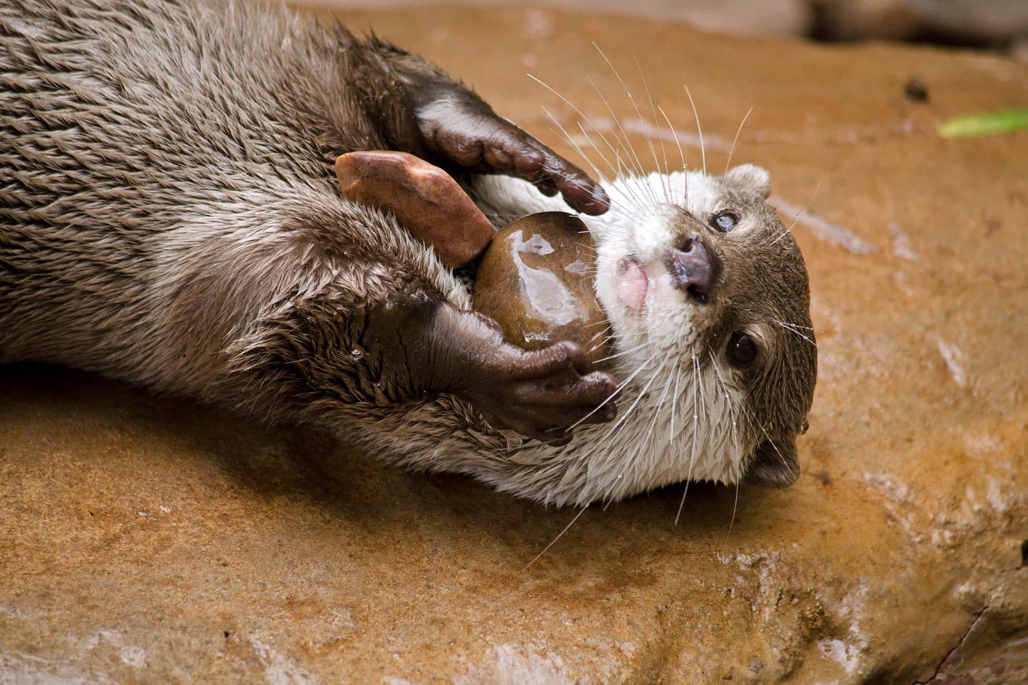 35-facts-about-otters-juggling