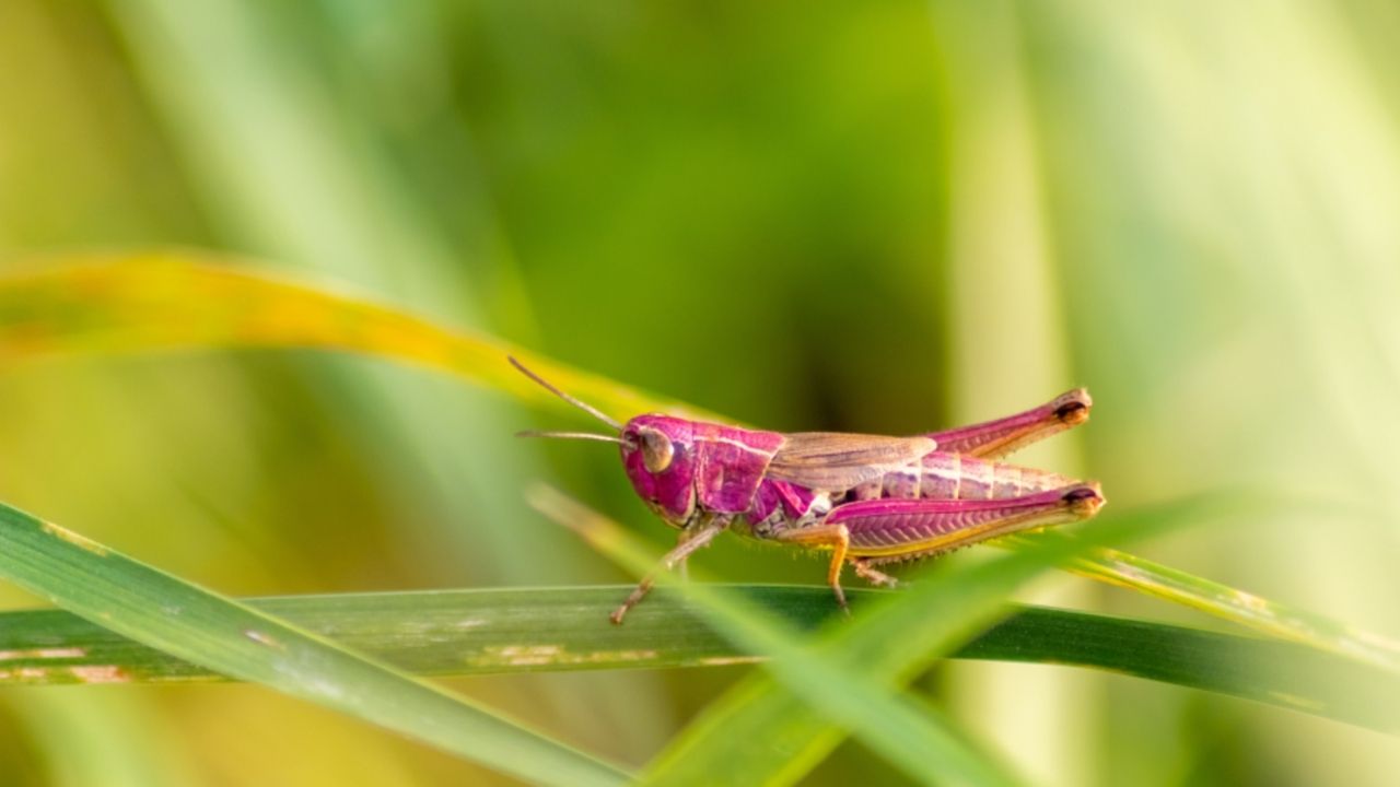 35-facts-about-pink-grasshopper