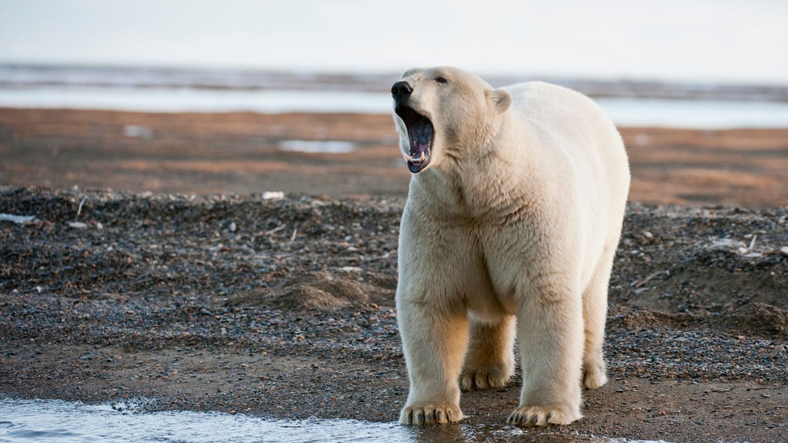 35-facts-about-polar-bear-attack