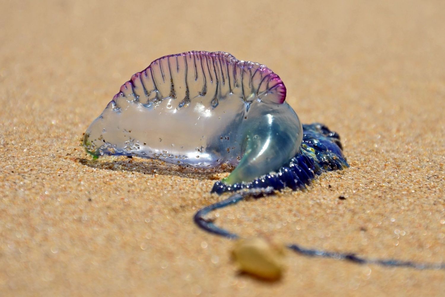 35-facts-about-portuguese-man-of-war