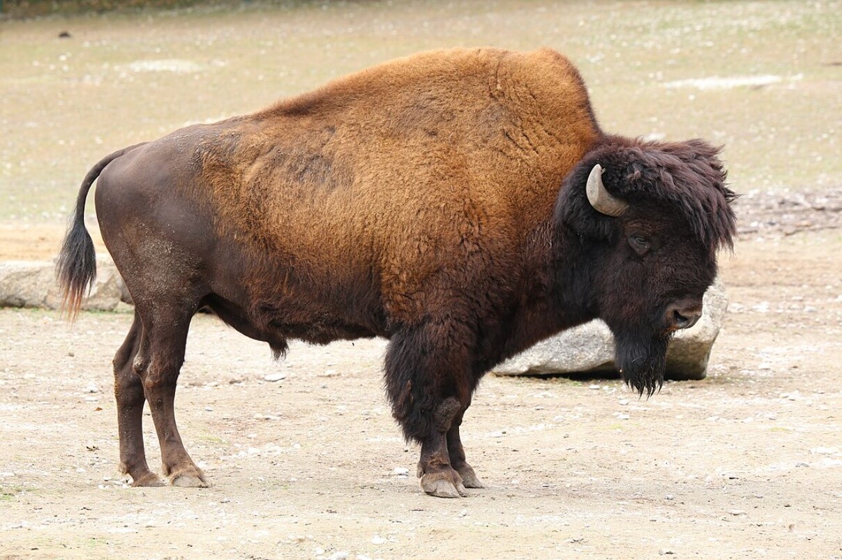 35-facts-about-preserved-bison-siberia