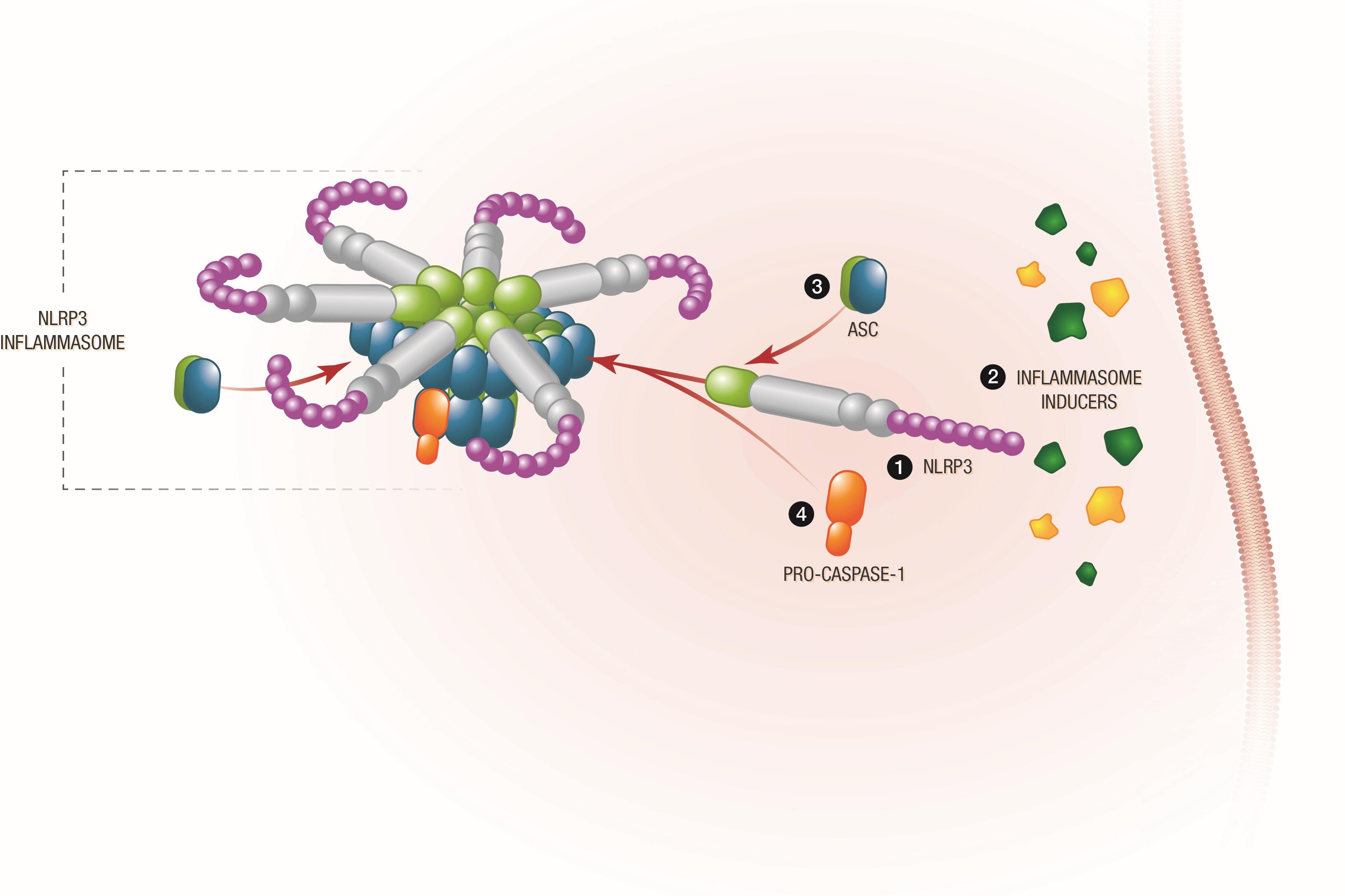 35-facts-about-pro-caspase-1