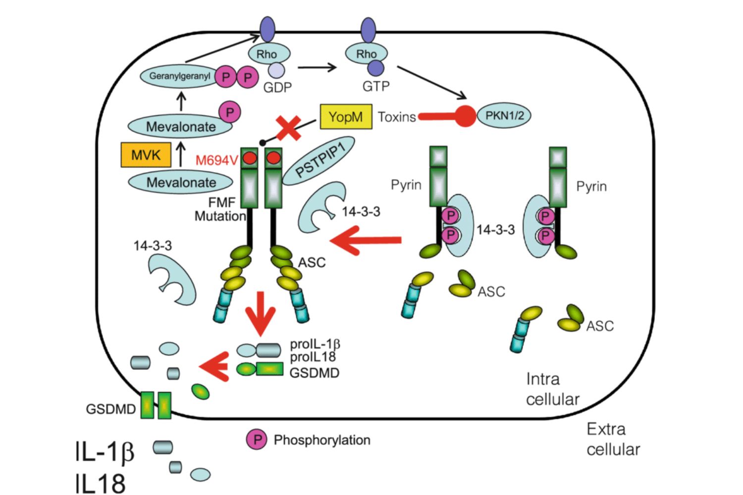 35-facts-about-pyrin-inflammasome