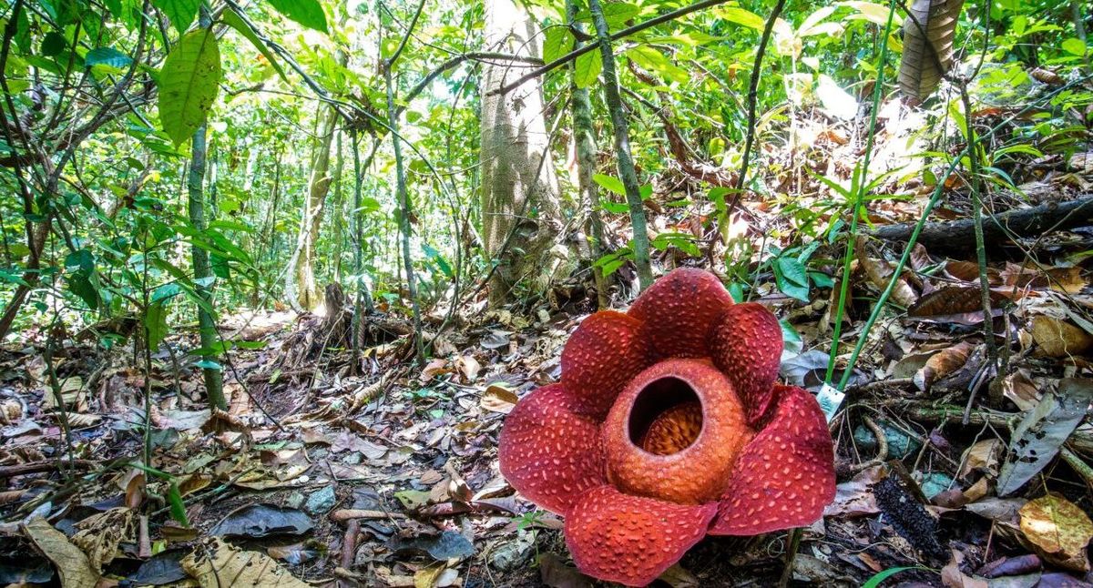 35-facts-about-rafflesia-corpse-flower