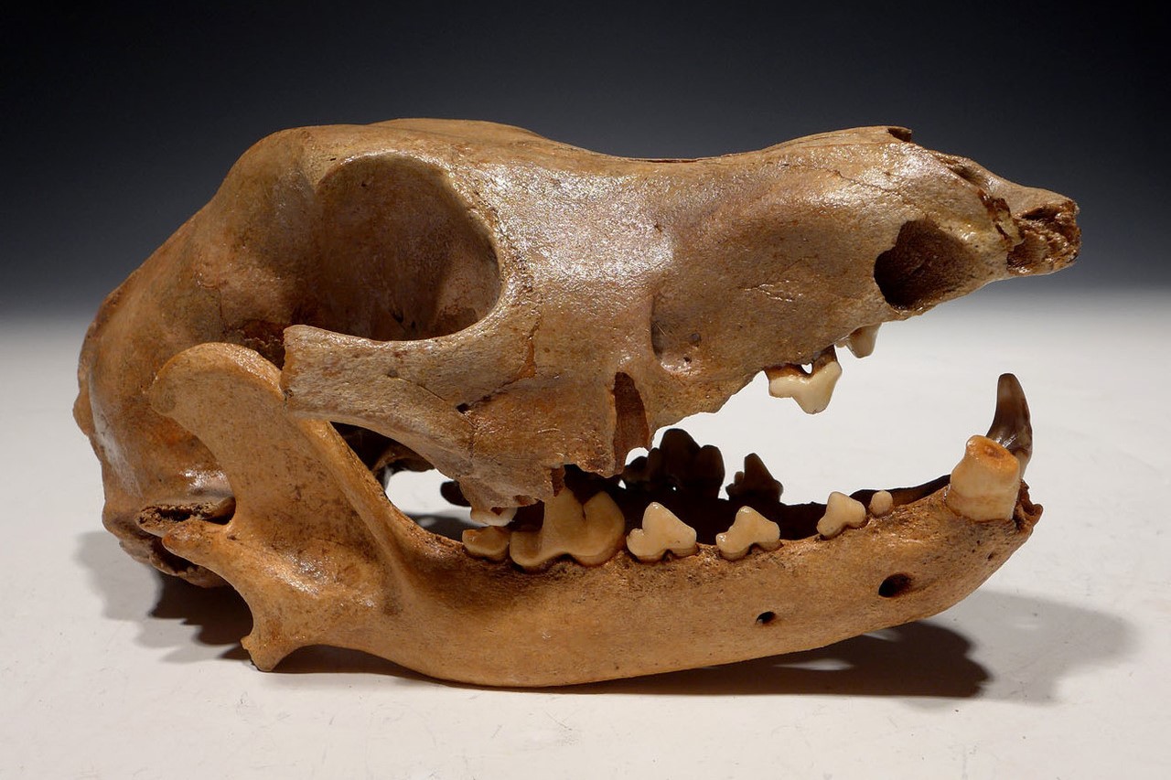 35-facts-about-roman-dog-skull