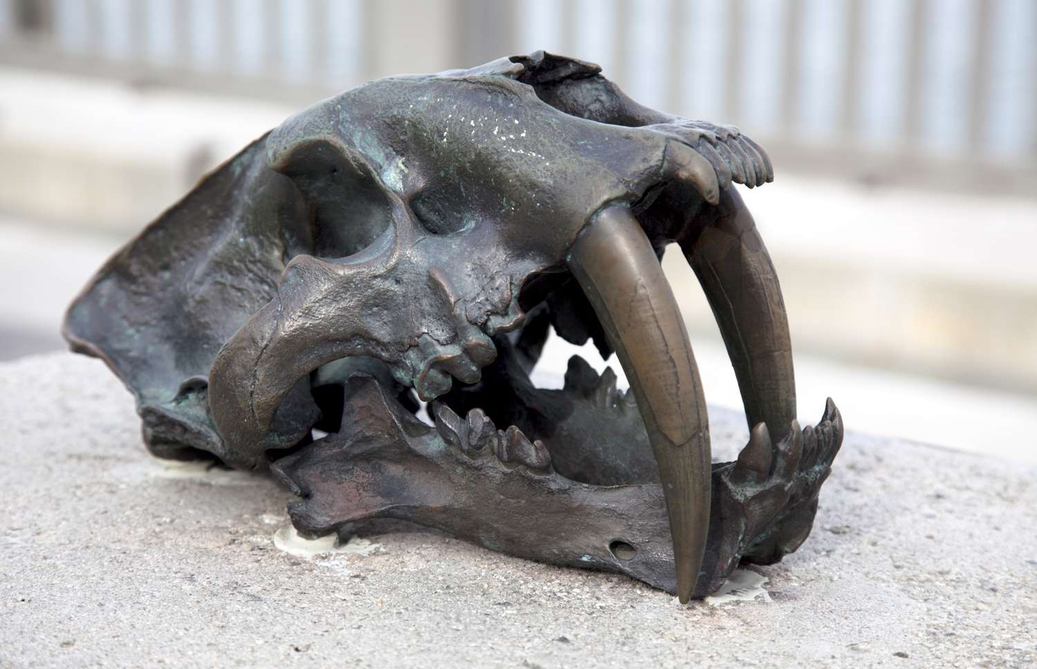 35-facts-about-saber-toothed-tiger-skull