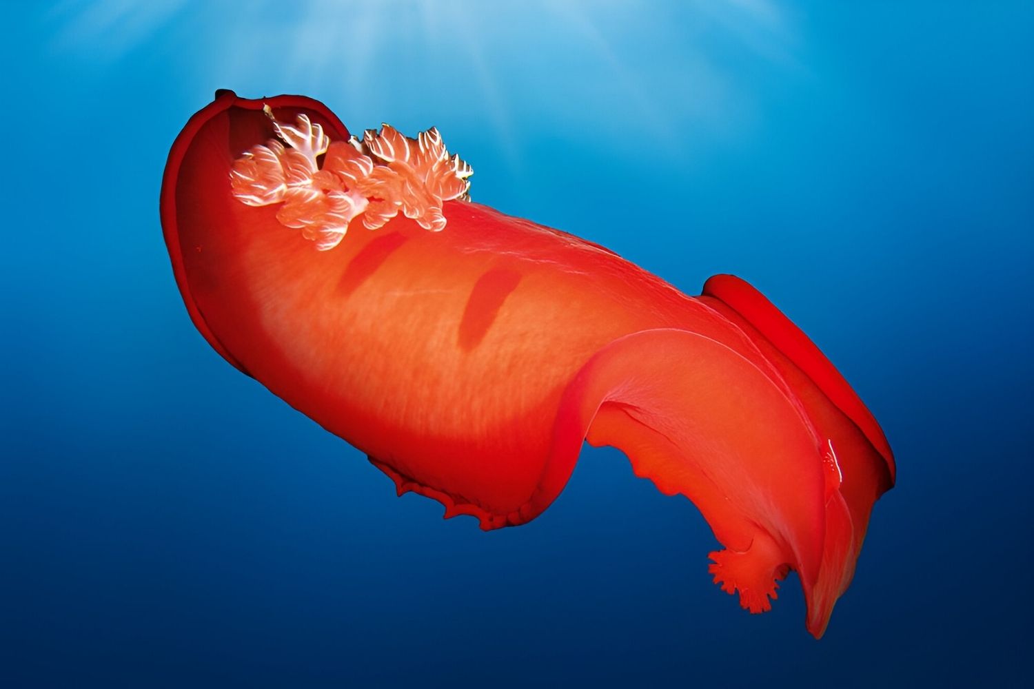 35 Facts About Blue Dragon Sea Slugs - Facts.net