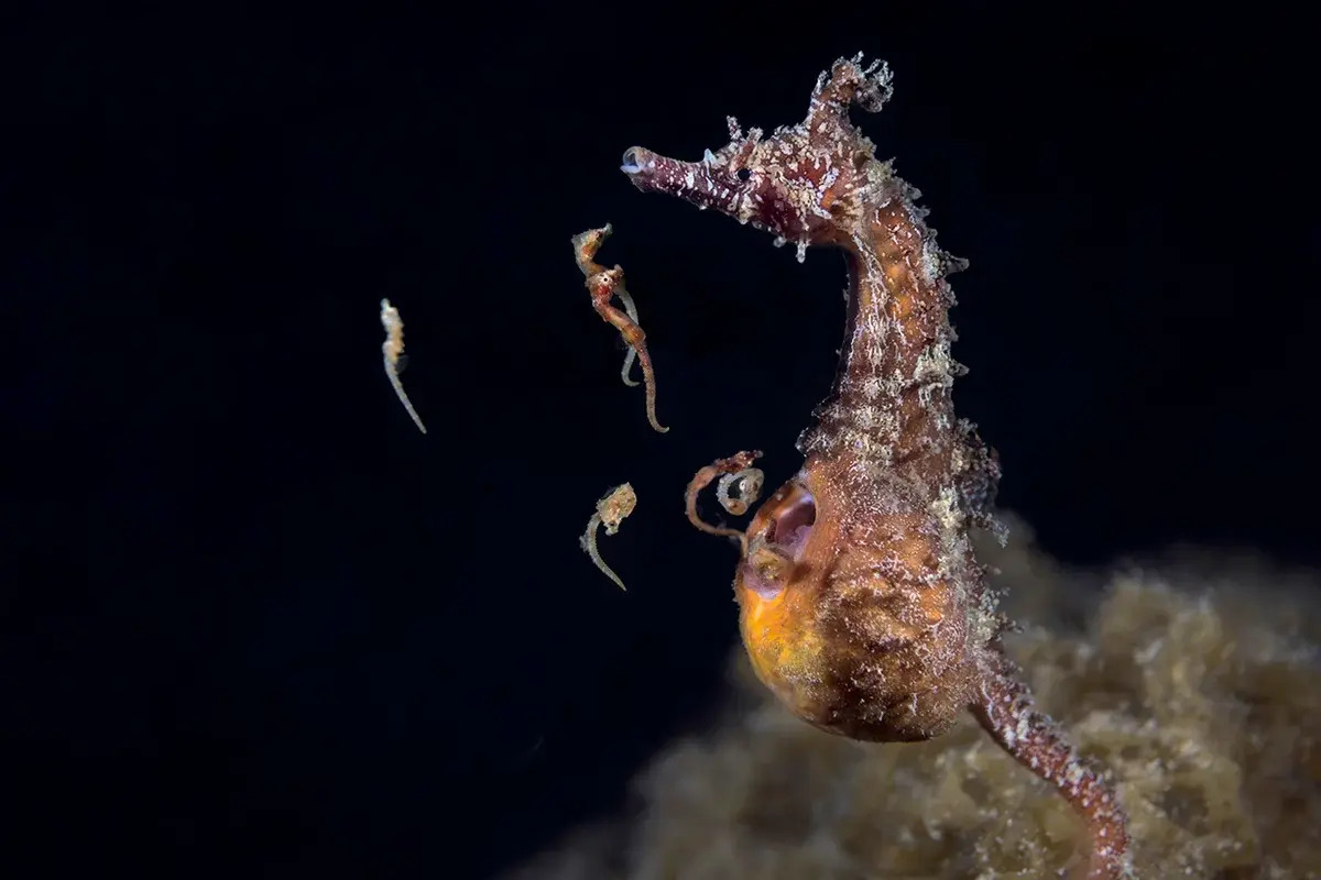 35-facts-about-seahorse-birth