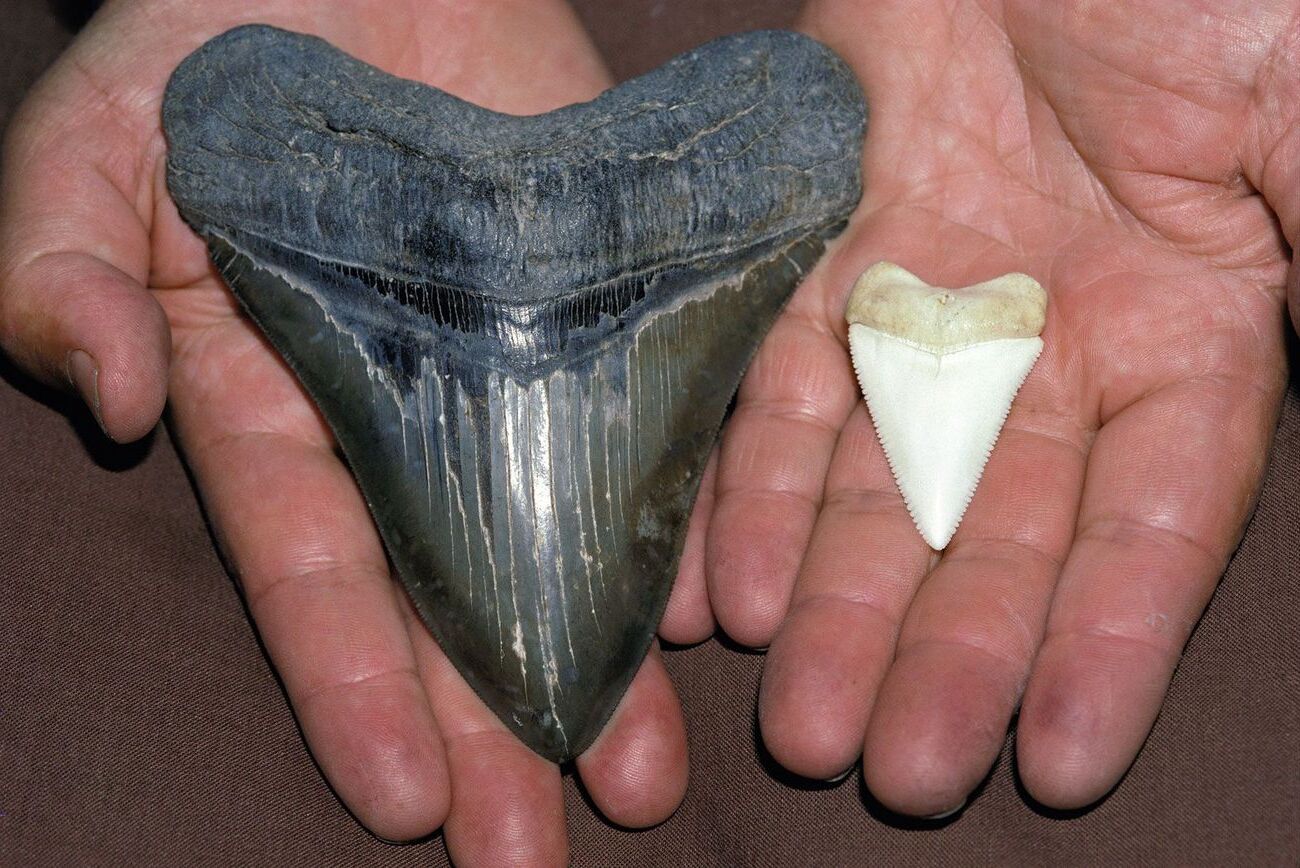 29 Facts About Basking Shark Facts 29 Facts About Basking Shark Facts
