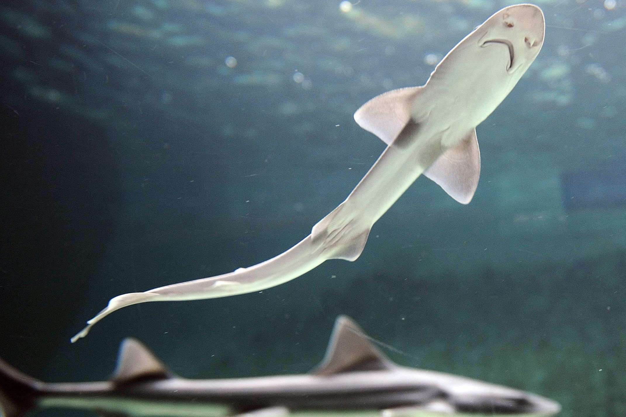 35-facts-about-smoothhound-shark-virgin-birth