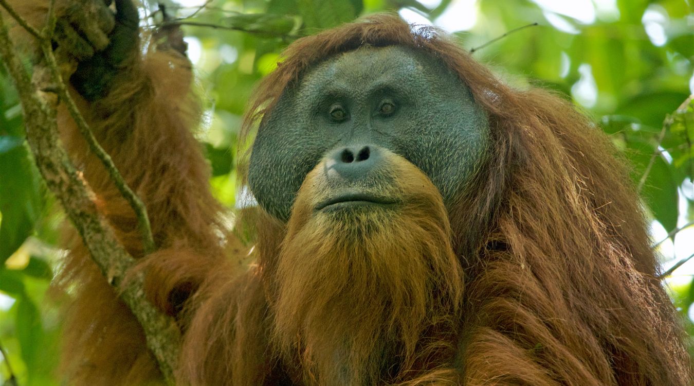 35-facts-about-tapanuli-orangutan