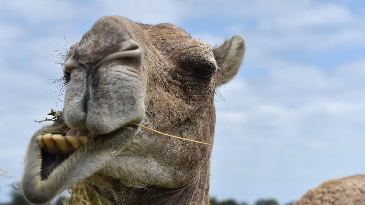 35-facts-about-tennessee-camel-rampage