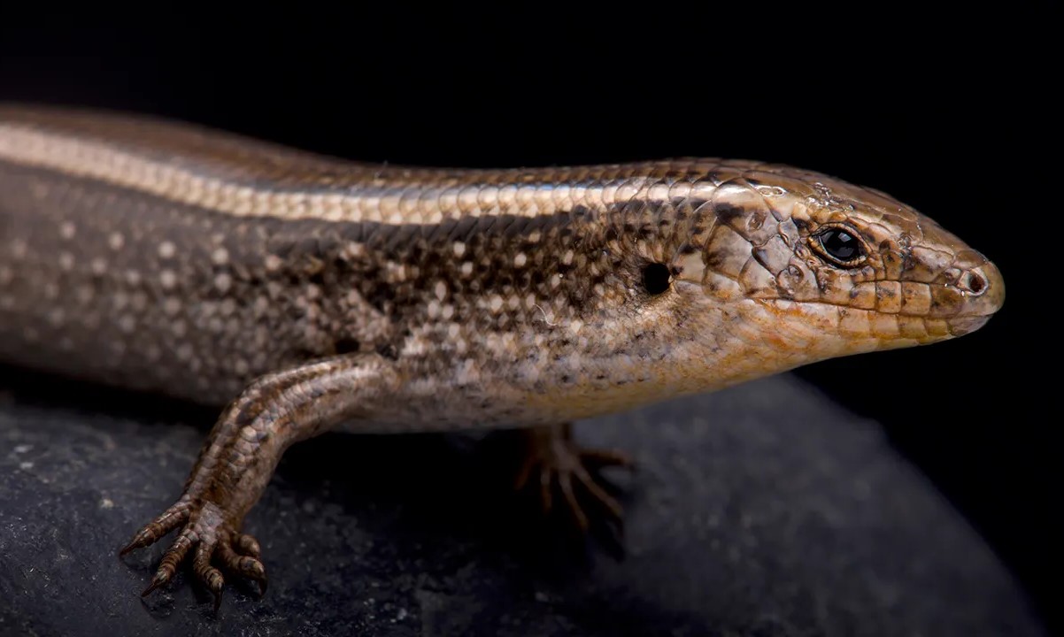 35-facts-about-three-toed-skinks-evolution