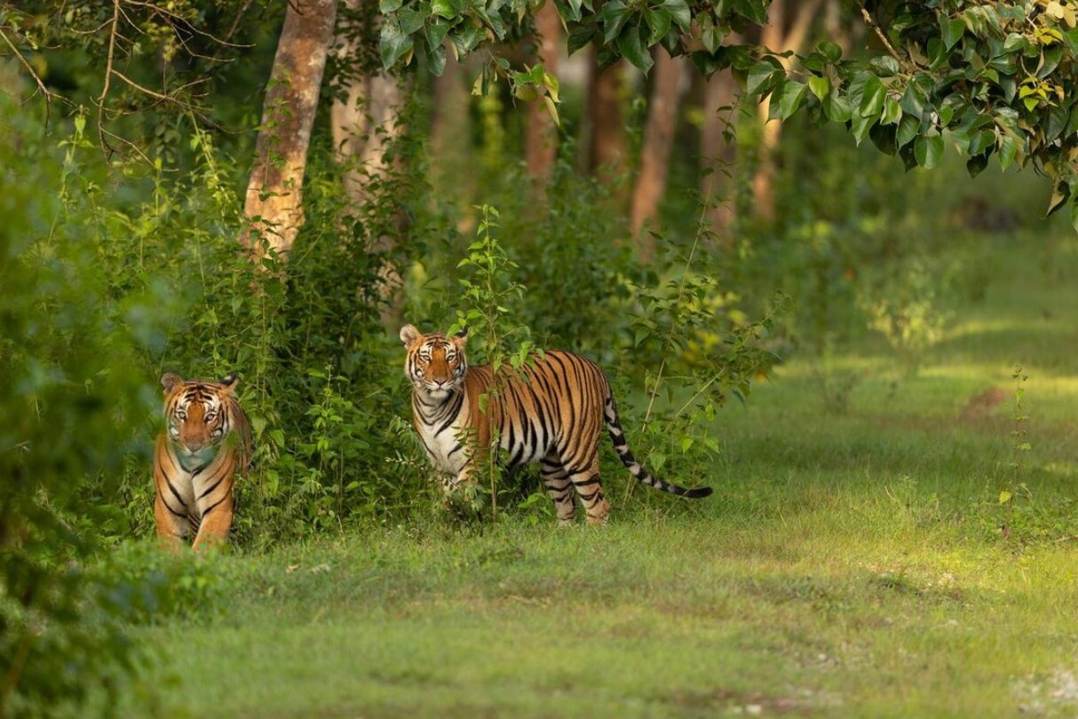 35-facts-about-tiger-population