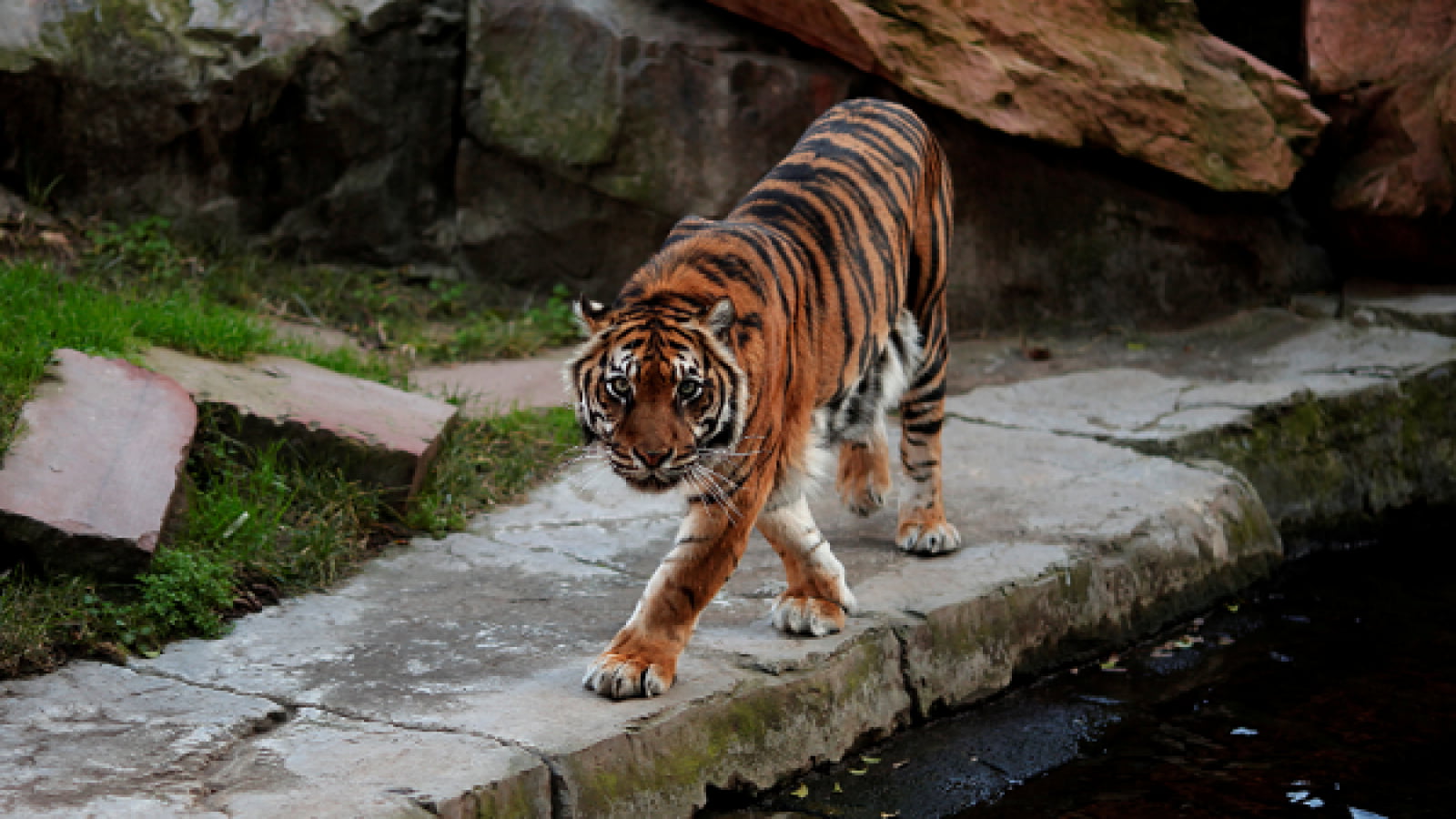 35-facts-about-tigers-eat-donkey-china-zoo