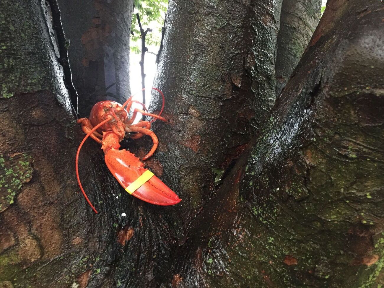 35-facts-about-tree-lobster