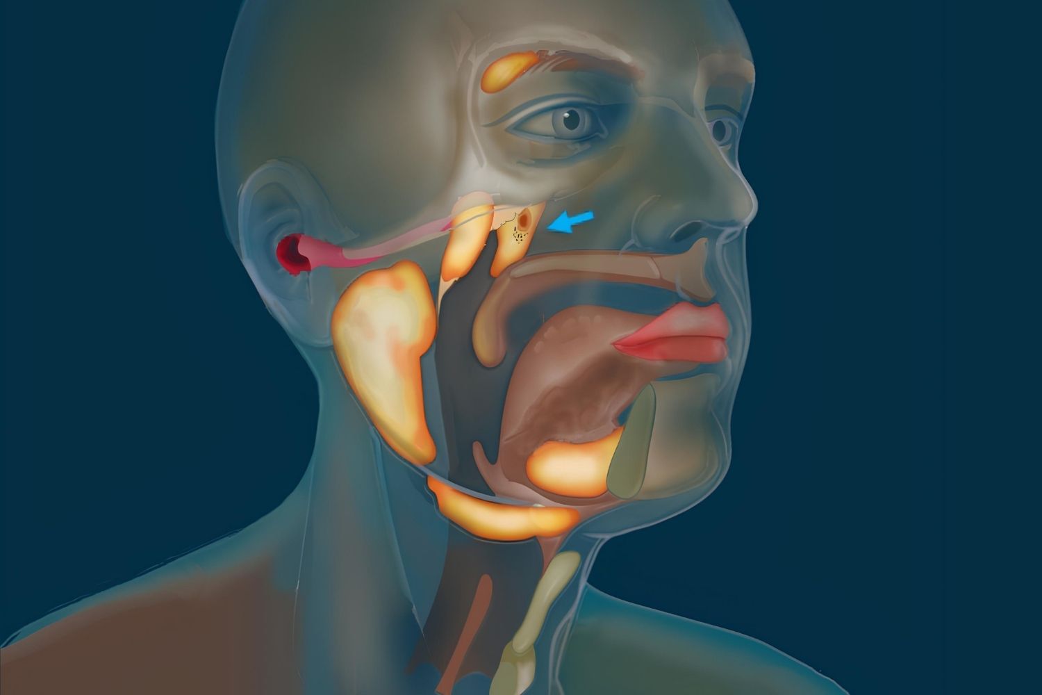 35-facts-about-tubarial-glands