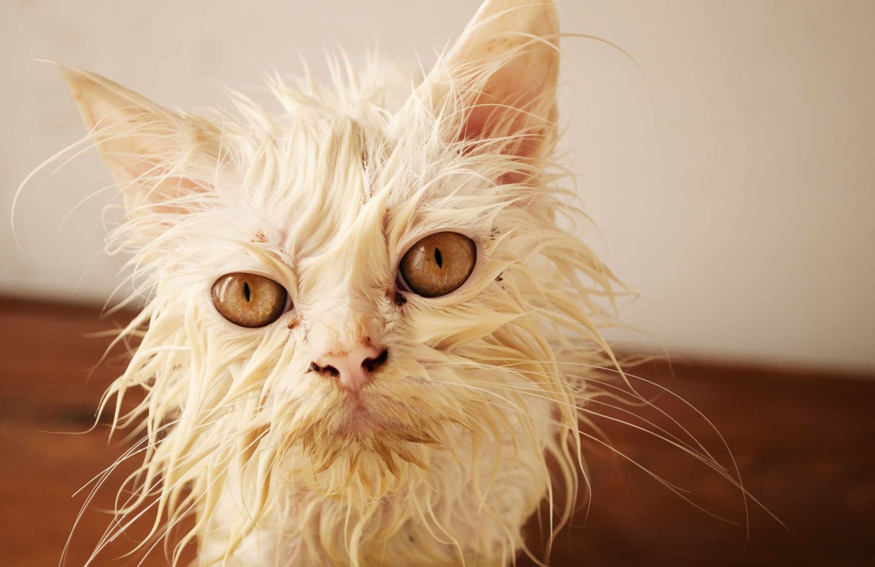 35-facts-about-ugliest-cats