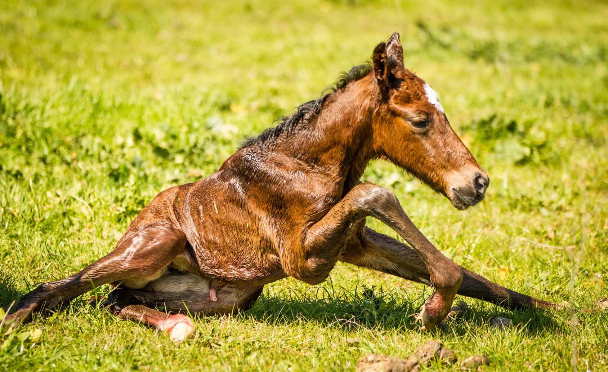 35-facts-about-warmblood-fragile-foal-syndrome