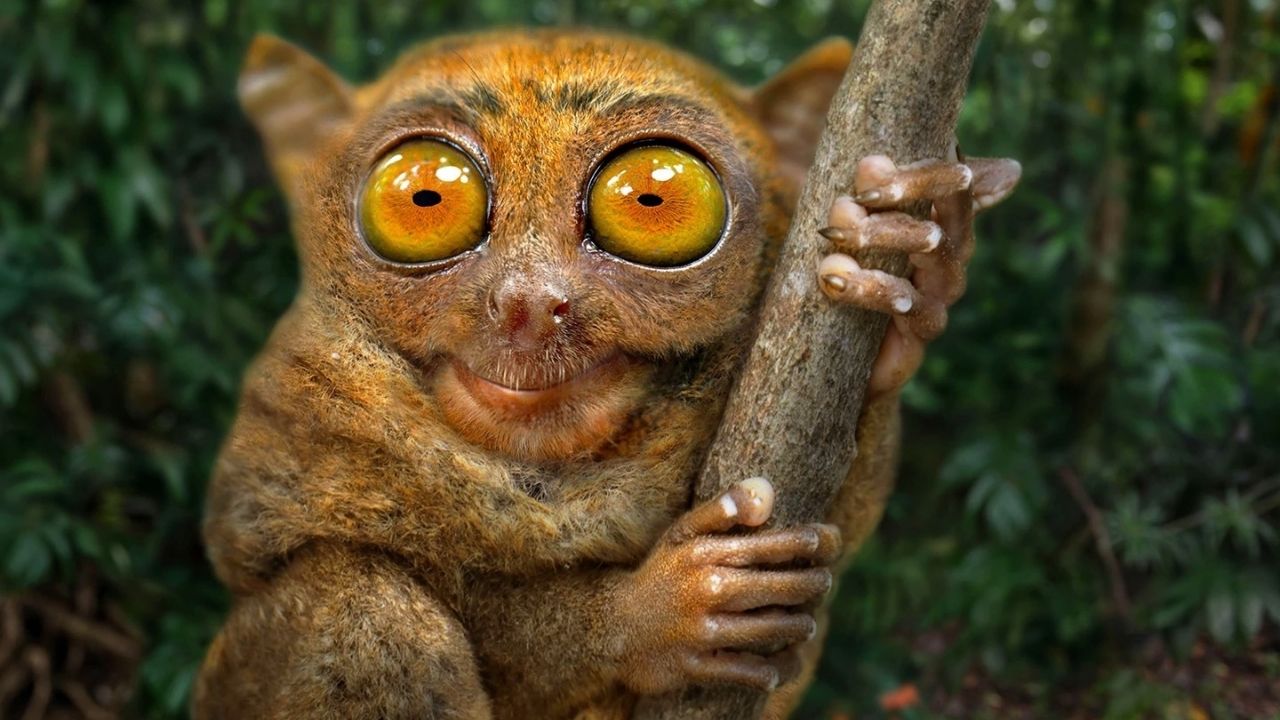 35 Facts About Weird Animals Facts
