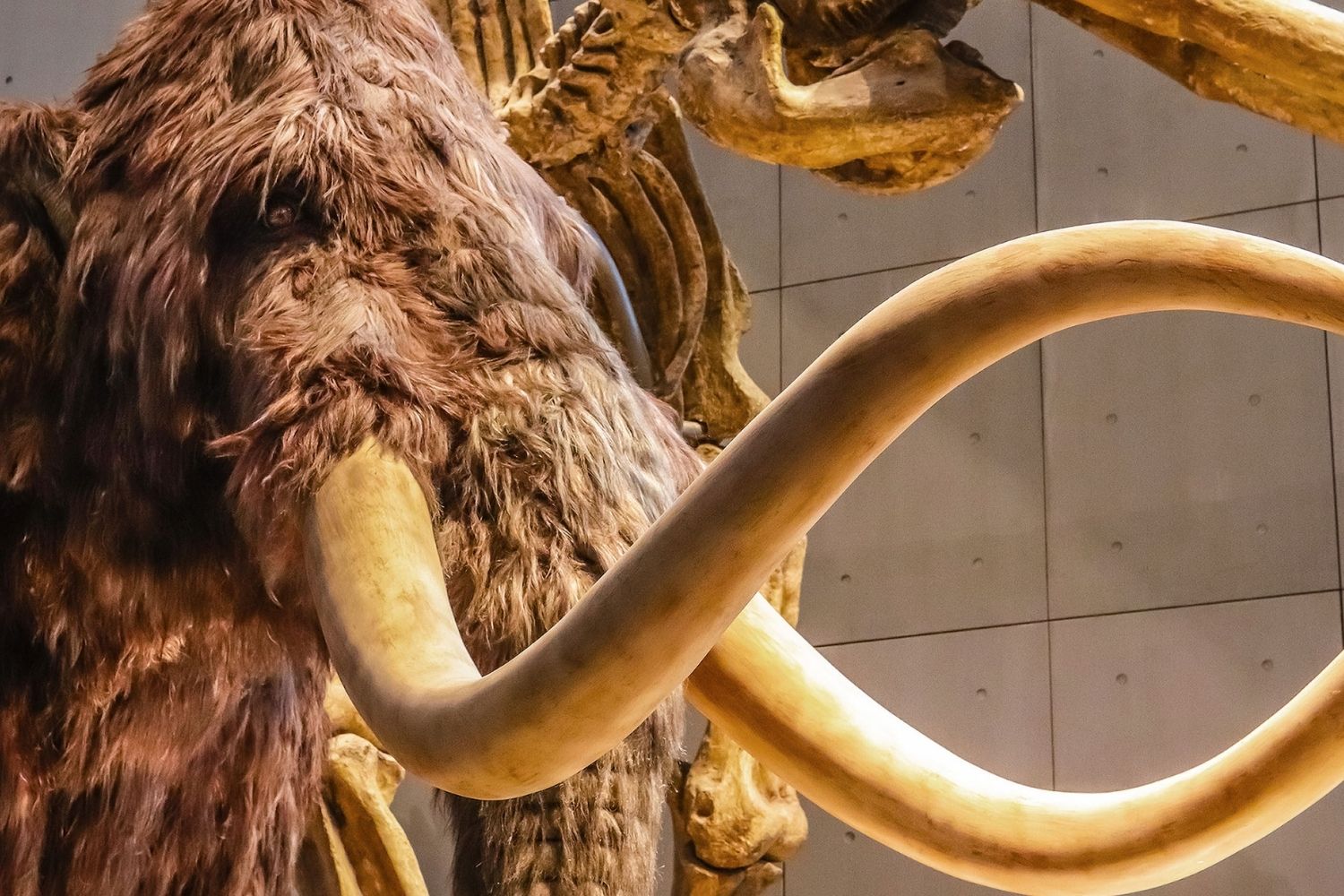 35-facts-about-woolly-mammoth-extinction