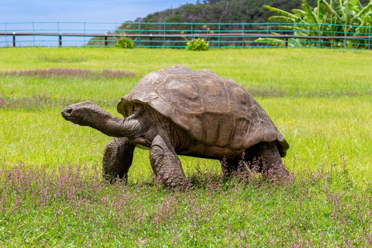 35-facts-about-worlds-oldest-tortoise