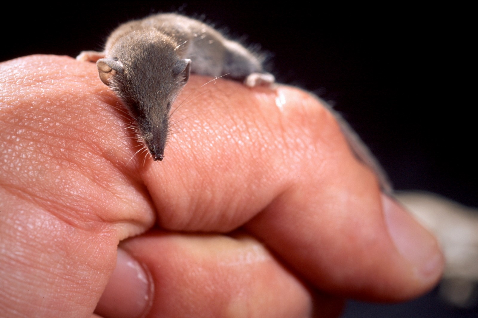 35-facts-about-worlds-smallest-mammals