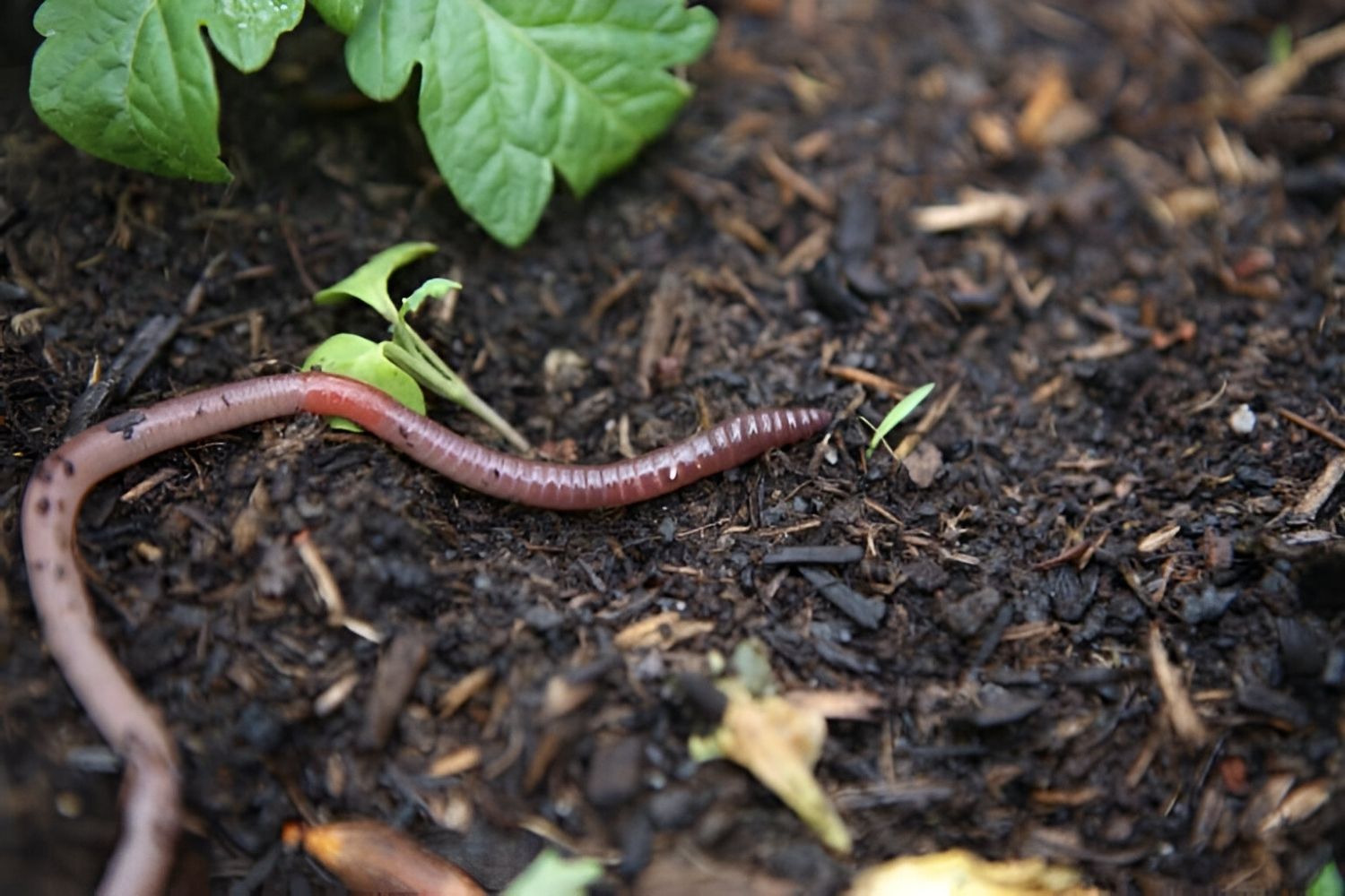 35-facts-about-worms