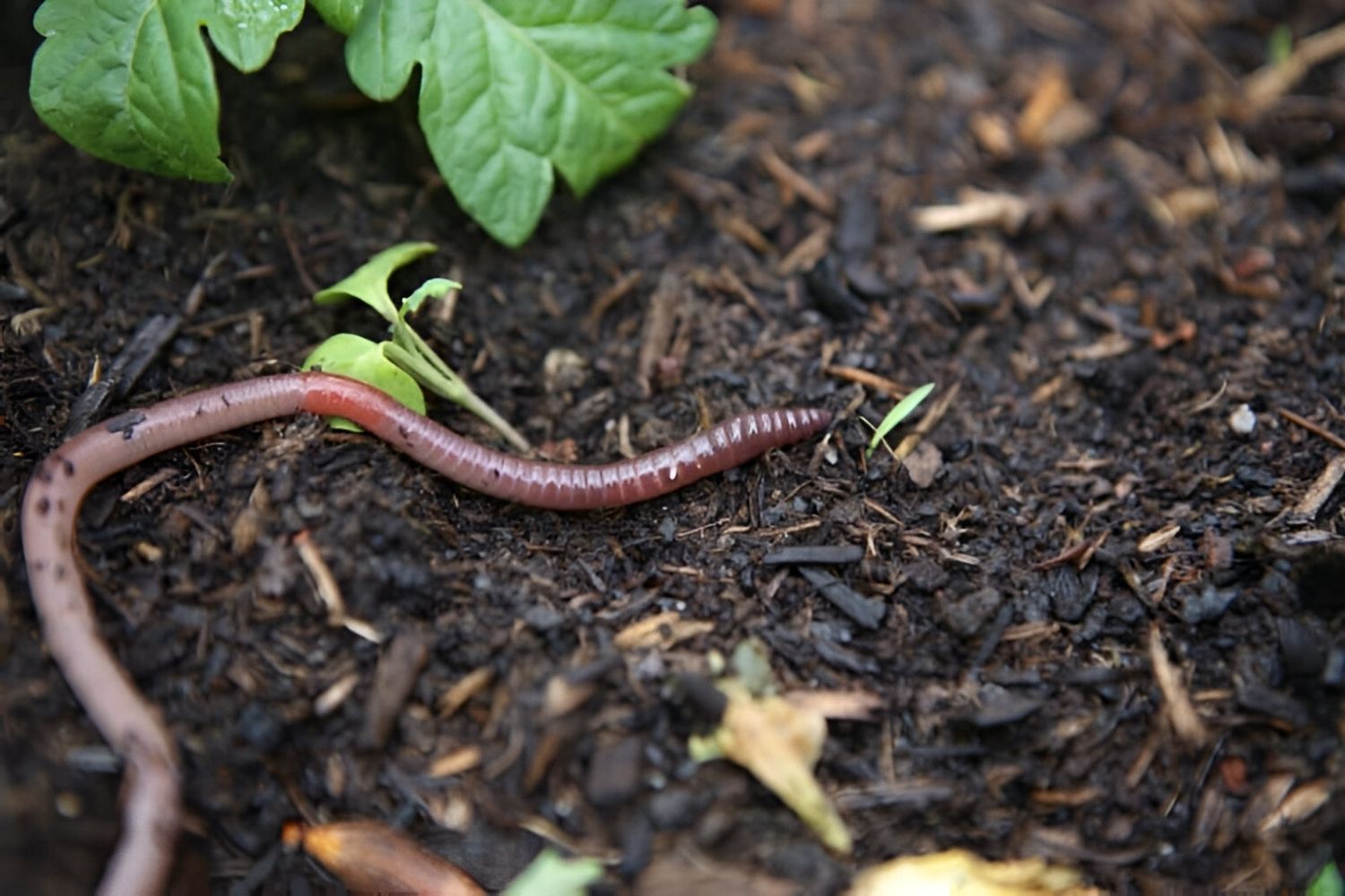 35 Facts About Worms Facts 35 Facts About Worms Facts