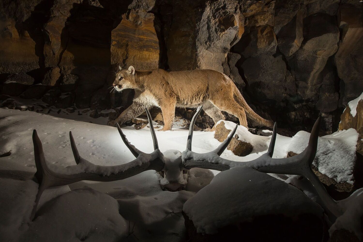 35-facts-about-yellowstone-cougars-plague