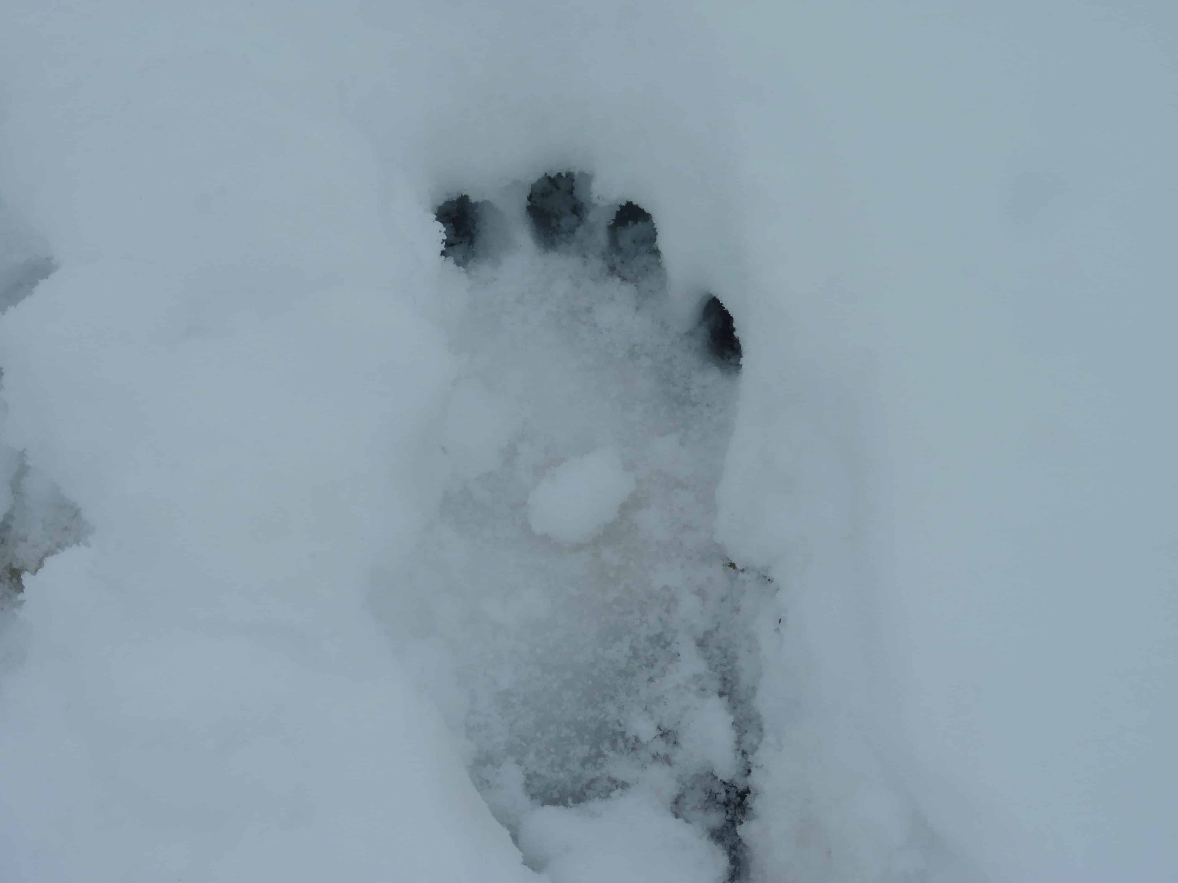 35-facts-about-yeti-sightings