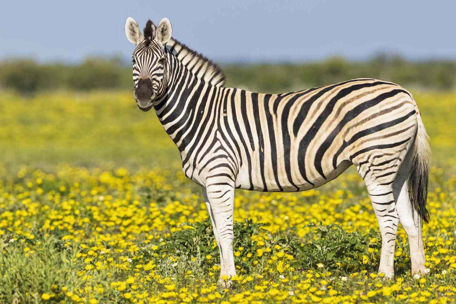 35-facts-about-zebra