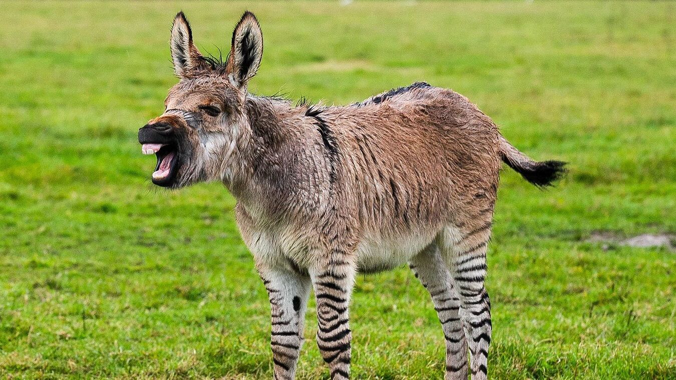 35-facts-about-zonkey