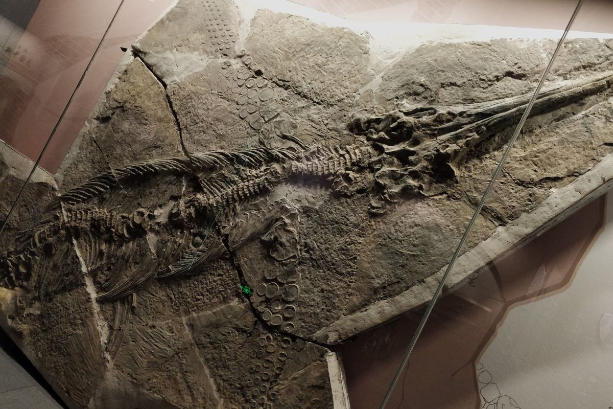 36-facts-about-guizhouichthyosaurus