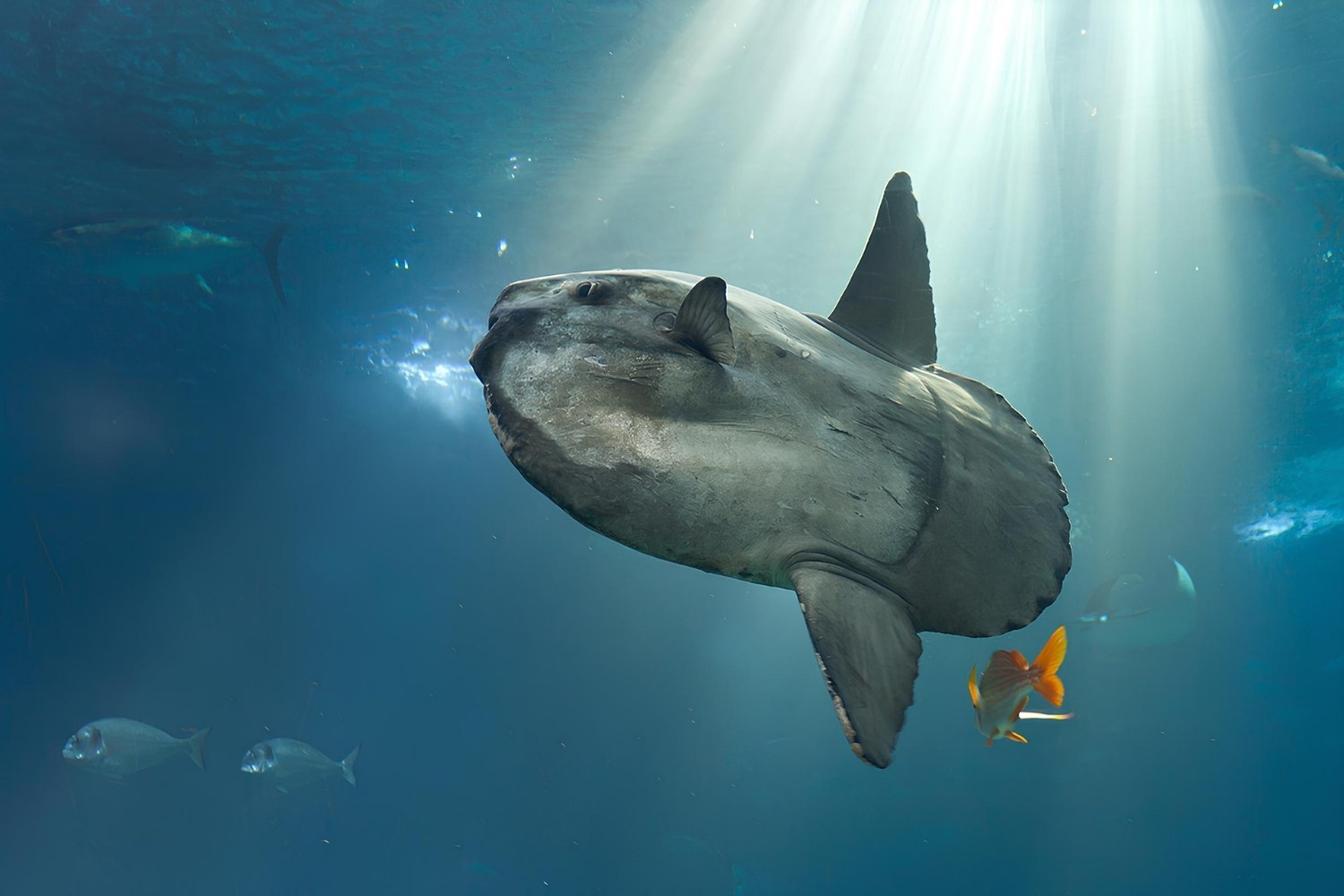 36-facts-about-ocean-sunfish