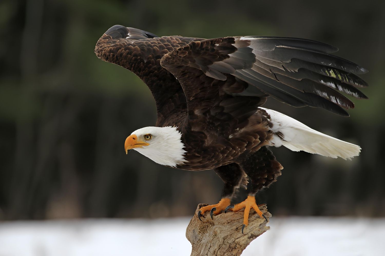 36-facts-about-powerful-eagle