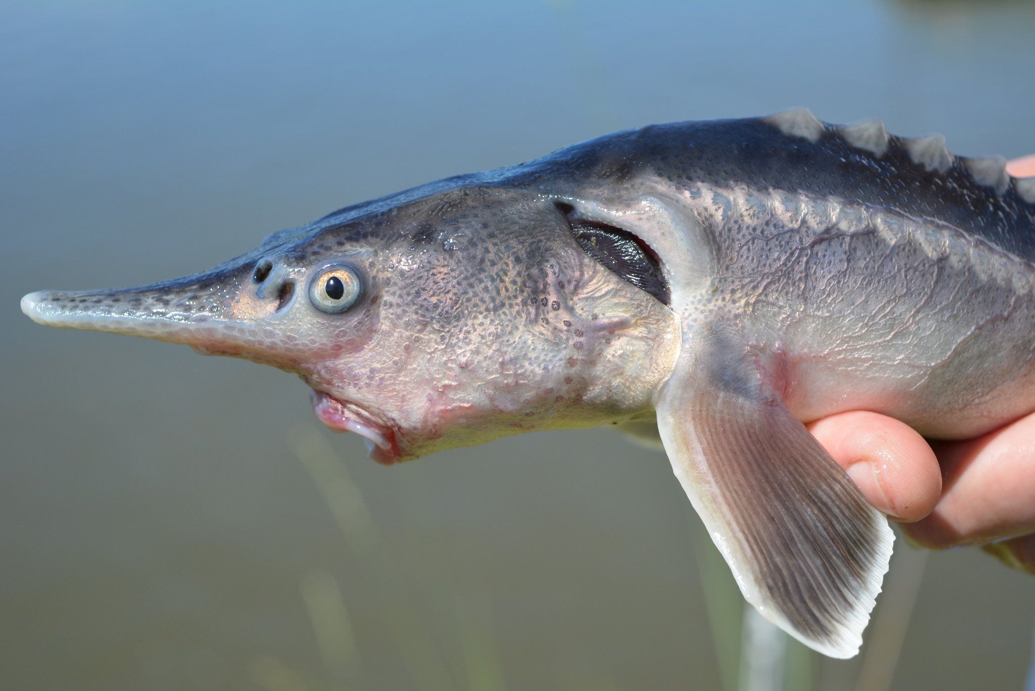 36-facts-about-sturddlefish