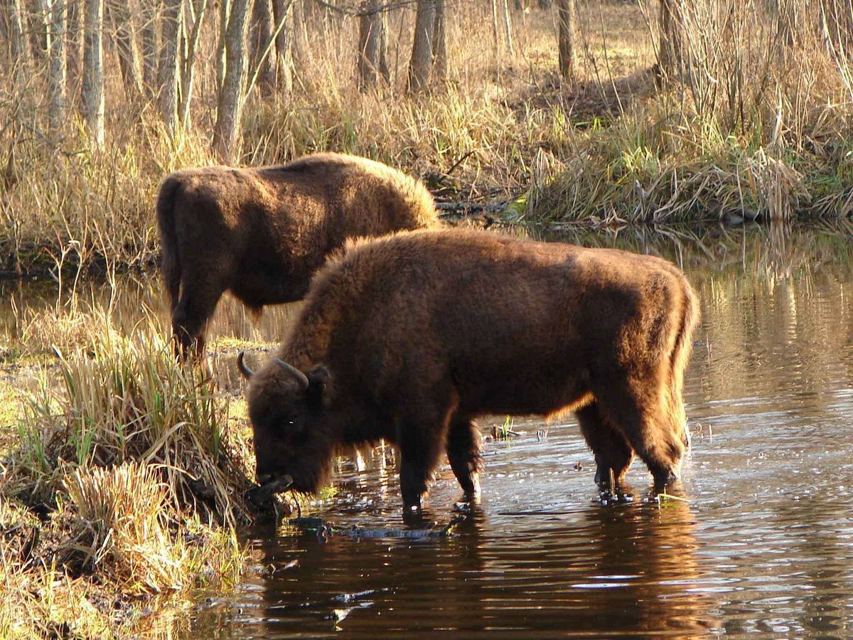 37-facts-about-chernobyl-animals